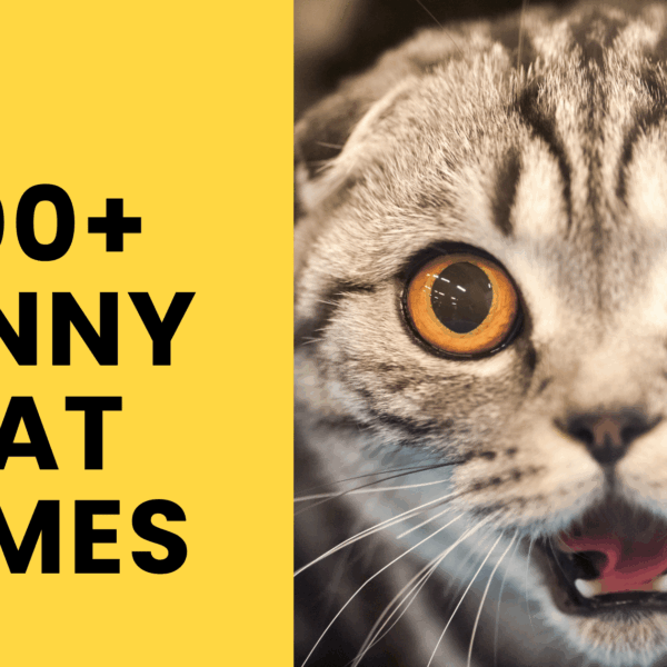 Funny Cat Names - That’ll Make You Purr With Laughter