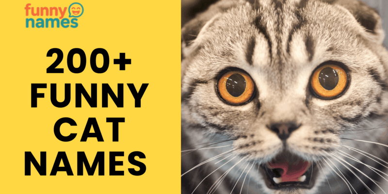 Funny Cat Names - That’ll Make You Purr With Laughter